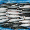 Mackerel congelado de alta calidad Pacífico Pescado 400-600G